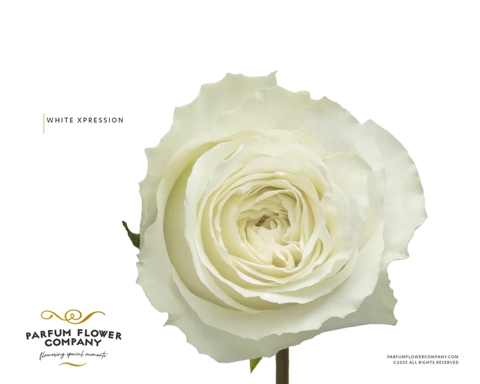<h4>Rosa Garden White Xpression</h4>
