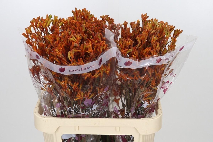 <h4>Anigozanthos Orange</h4>