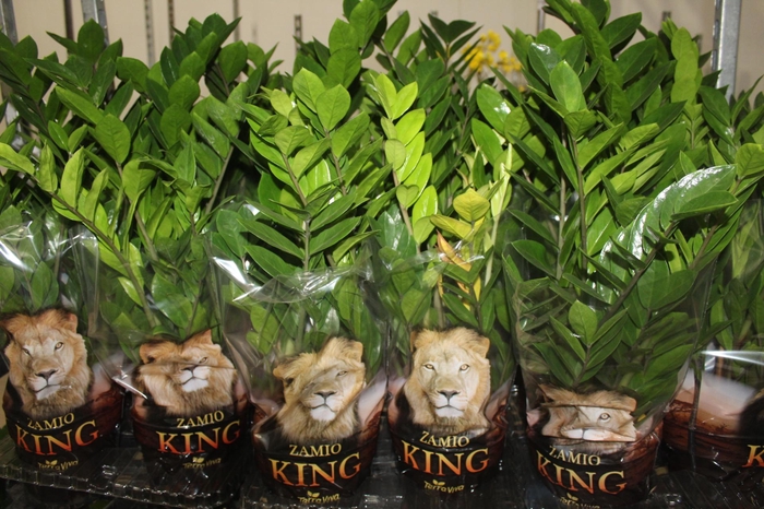 <h4>ZAMIOCULCAS P17</h4>