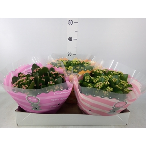 Kalanchoe blos.   ..rosebud mix  5