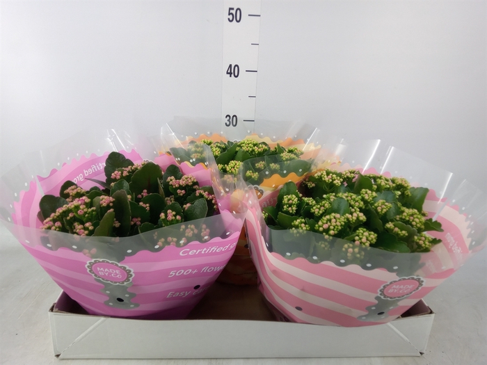 <h4>Kalanchoe blos.   ..rosebud mix  5</h4>