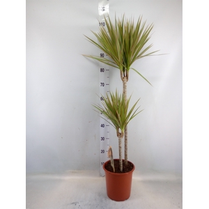 Dracaena marg. 'Bicolor'