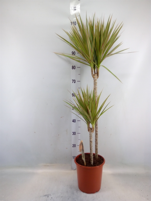 <h4>Dracaena marg. 'Bicolor'</h4>