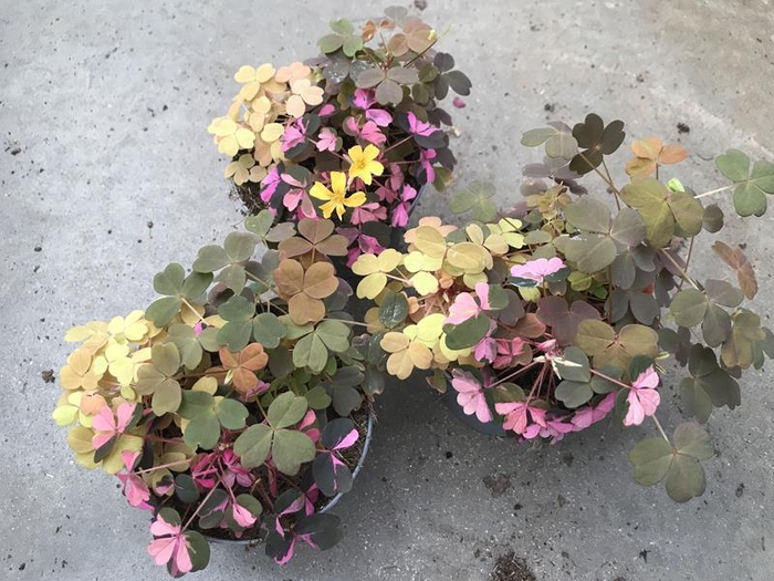 <h4>OXALIS VULCANICOLA</h4>