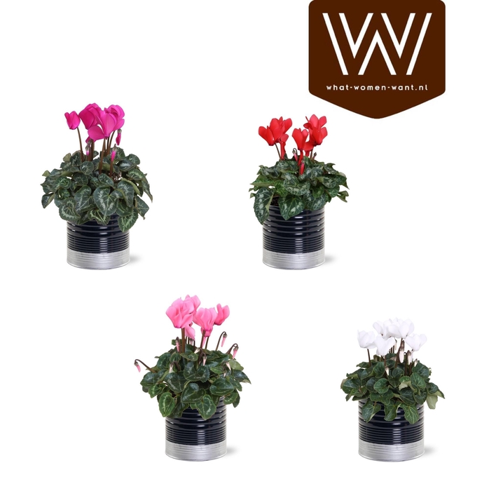 <h4>Collectie "Bubbles & wine" Cyclaam mix in zinken pot Nola (Zwart/Zilver)</h4>