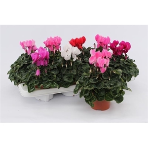 Cyclamen Midi Mix