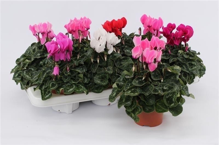<h4>Cyclamen Midi Mix</h4>