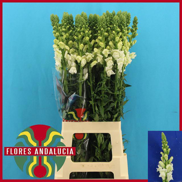 <h4>ANTIR POTO EARL WHIT</h4>