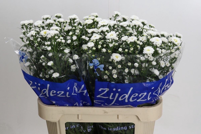 <h4>ASTER CASSY ASTER CASSY</h4>