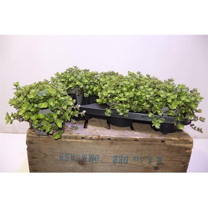 arr8 Callisia Repens