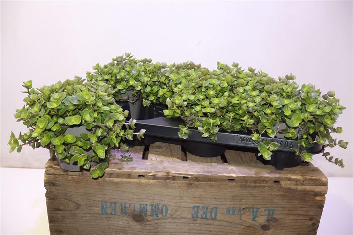 <h4>arr8 Callisia Repens</h4>