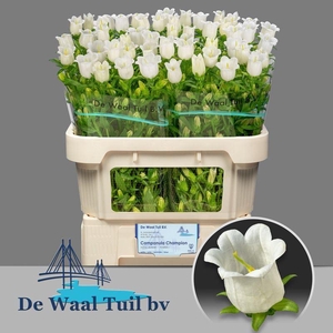CAMPANULA MEDIUM 'CHAMPION WHITE'