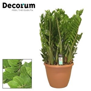 Zamioculcas 37 cm (Decorum)