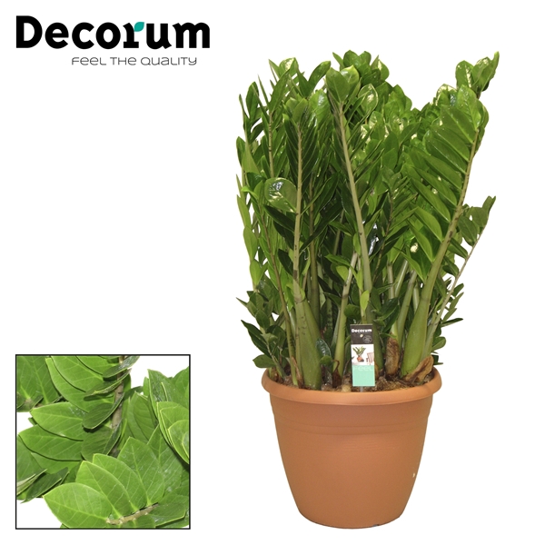 Zamioculcas 37 cm (Decorum)