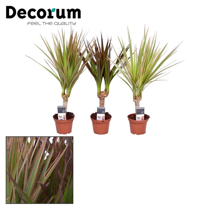 <h4>Dracaena gemengd op stam 7 cm (Decorum)</h4>