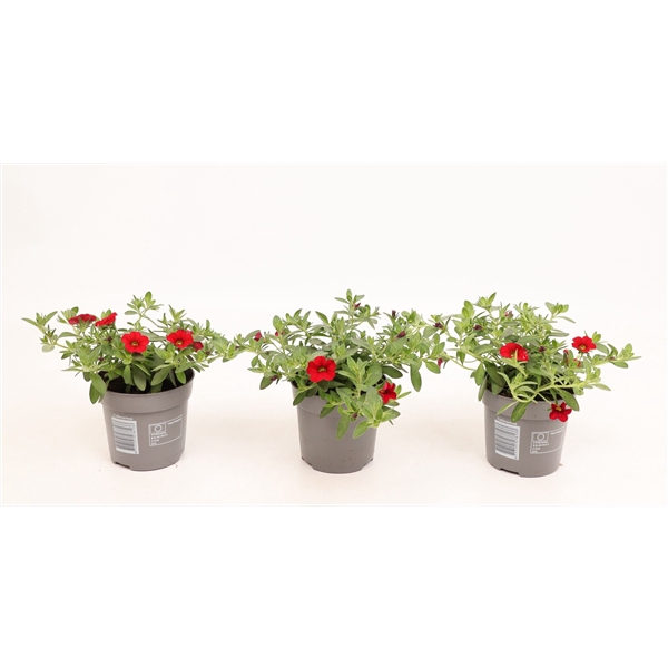 <h4>Calibrachoa Cabaret Bright Red</h4>