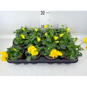 Viola wr. 'Matrix Yellow'