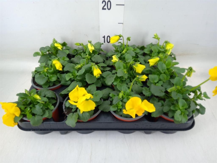 <h4>Viola wr. 'Matrix Yellow'</h4>