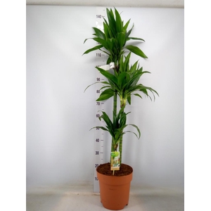 Dracaena frag. 'Janet Craig'