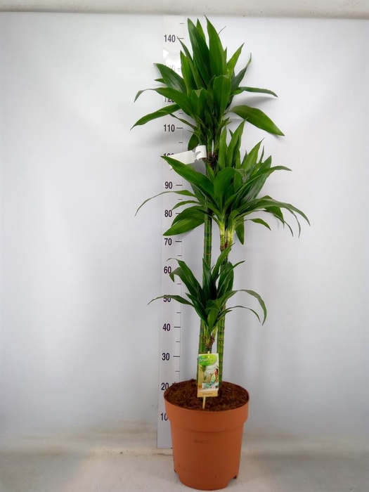 <h4>Dracaena frag. 'Janet Craig'</h4>