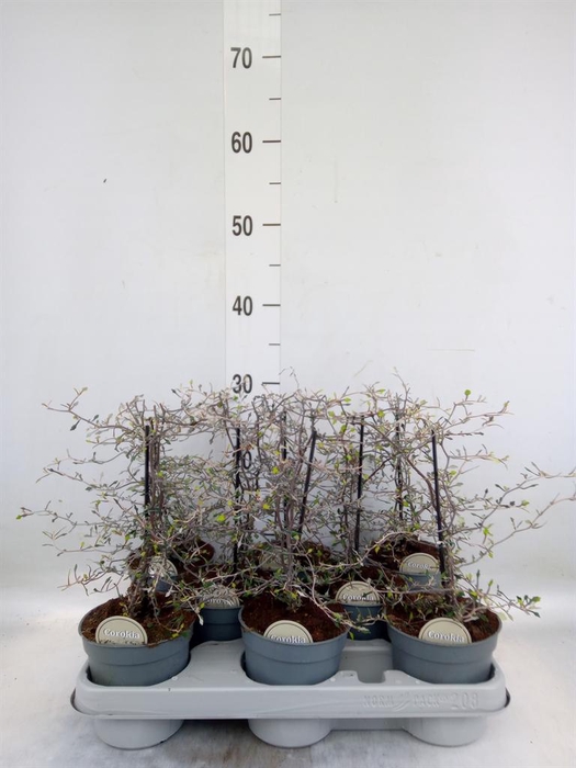 <h4>Corokia cotoneaster</h4>