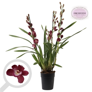 Cymbidium rood 3 tak