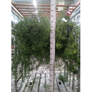 Rhipsalis cereuscula
