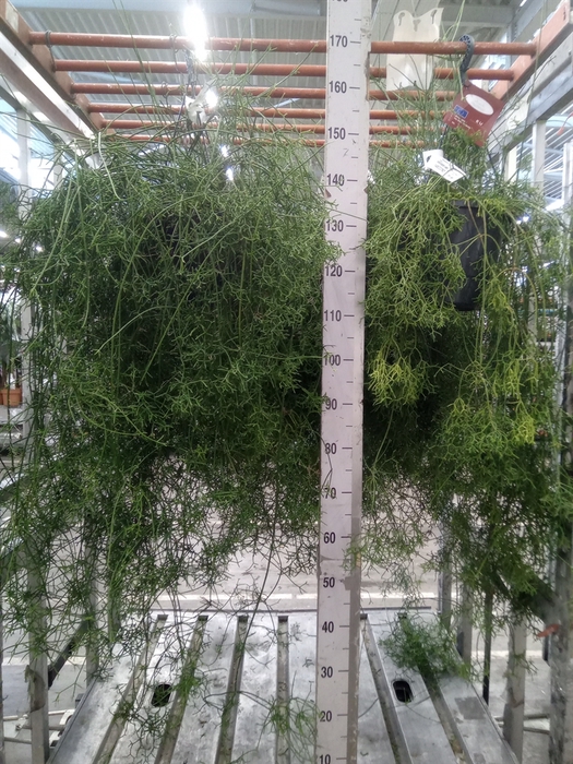 <h4>Rhipsalis cereuscula</h4>