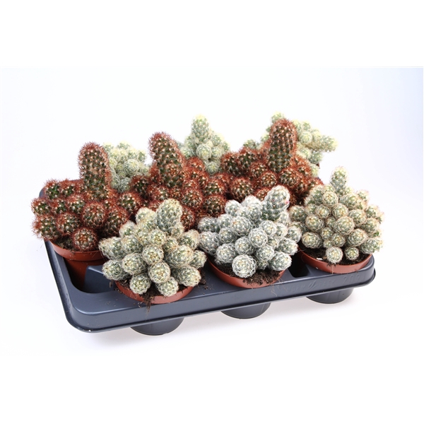 <h4>Cactus elongata mix</h4>