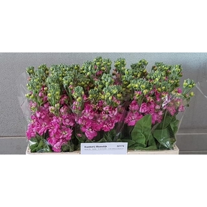 MATTH CENTUM ROSE