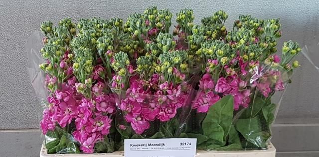 <h4>MATTH CENTUM ROSE</h4>
