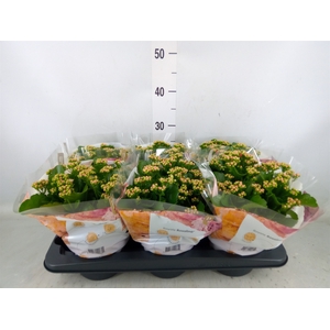 Kalanchoe blos. 'RosDon Nando'