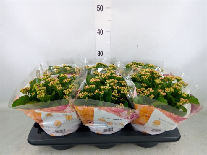 <h4>Kalanchoe blos. 'RosDon Nando'</h4>