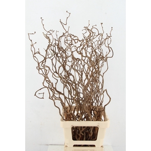 CORYL AV CONTORTA 1 JARIG 080CM