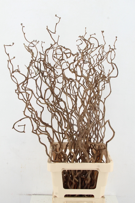 <h4>CORYL AV CONTORTA 1 JARIG 080CM</h4>