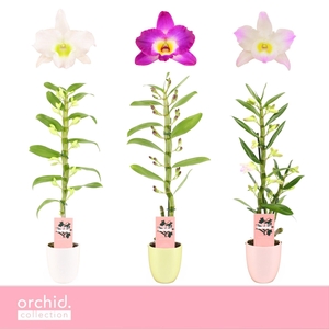 Dendrobium Nobilé, Mix 1-spike in Lotte 'Orchid Collection'