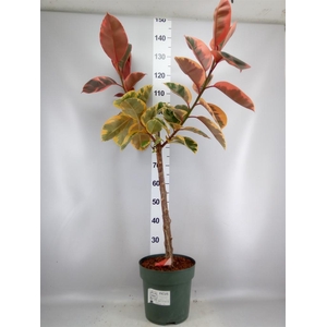 Ficus elastica 'Belize'