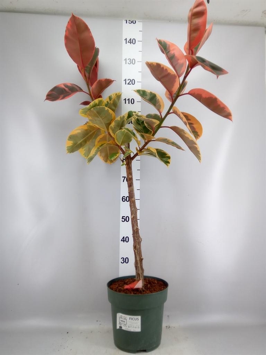 <h4>Ficus elastica 'Belize'</h4>