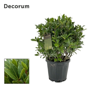 Laurus nobilis Bol zonder stam