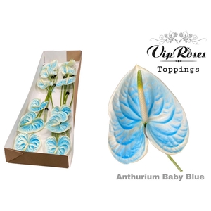 Vip. Ant A Baby Blue