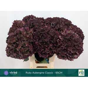 HYDR M MAG RUBY CL P