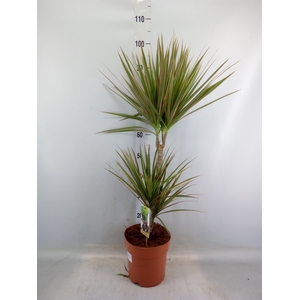 Dracaena marg. 'Bicolor'