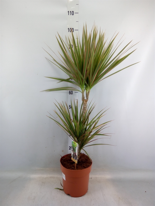 <h4>Dracaena marg. 'Bicolor'</h4>