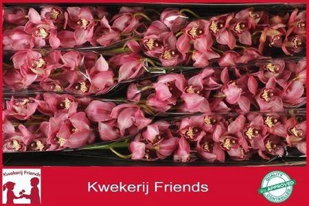 <h4>Cymb T Sky Scraper</h4>