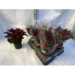 EUPHOR PULCHERRIM OV