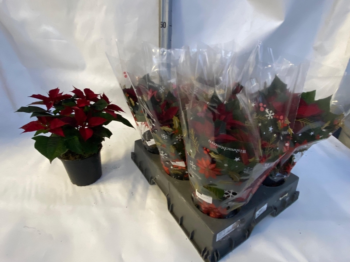 <h4>EUPHOR PULCHERRIM OV</h4>