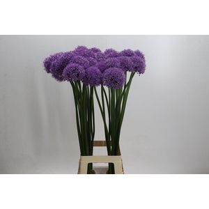 Allium 'Gladiator'