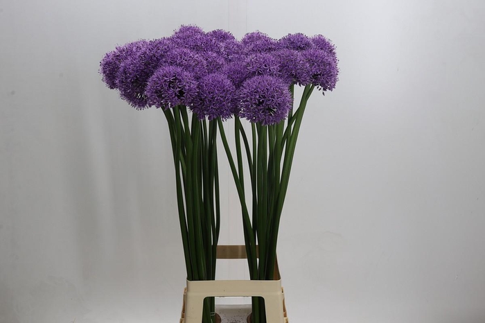 <h4>Allium 'Gladiator'</h4>