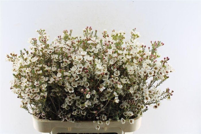 <h4>Chamelaucium Tal</h4>