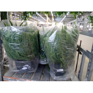 Nephrolepis exal. 'Green Lady'